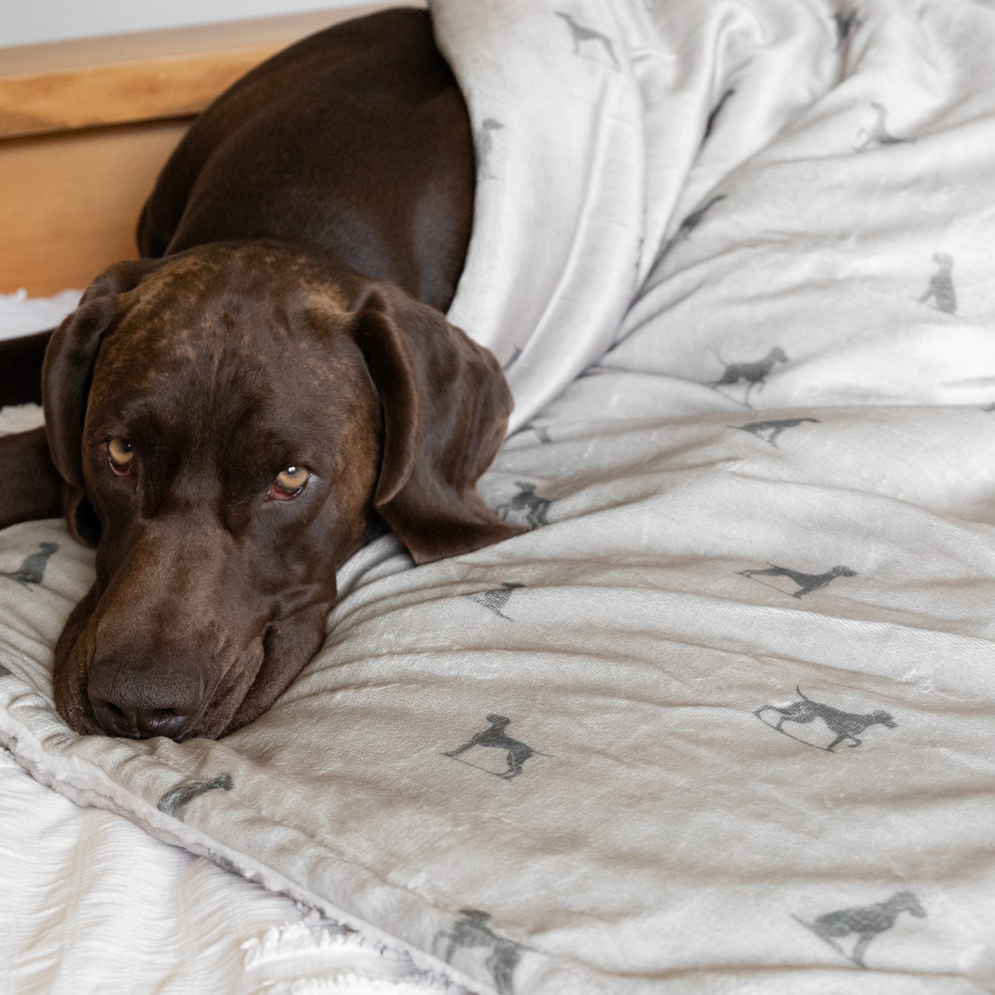 Luxury Blanket - Pointer Print