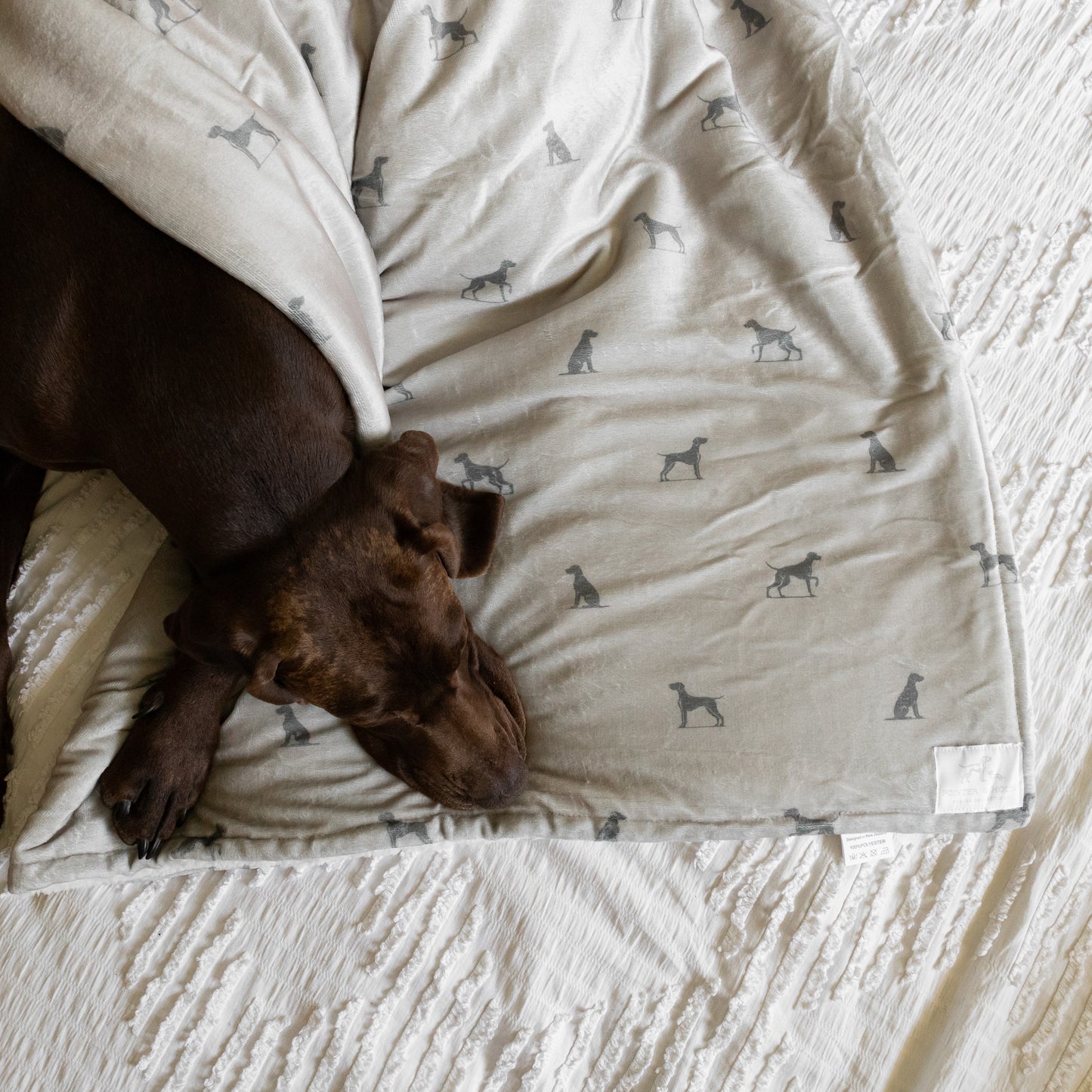 Luxury Blanket - Pointer Print
