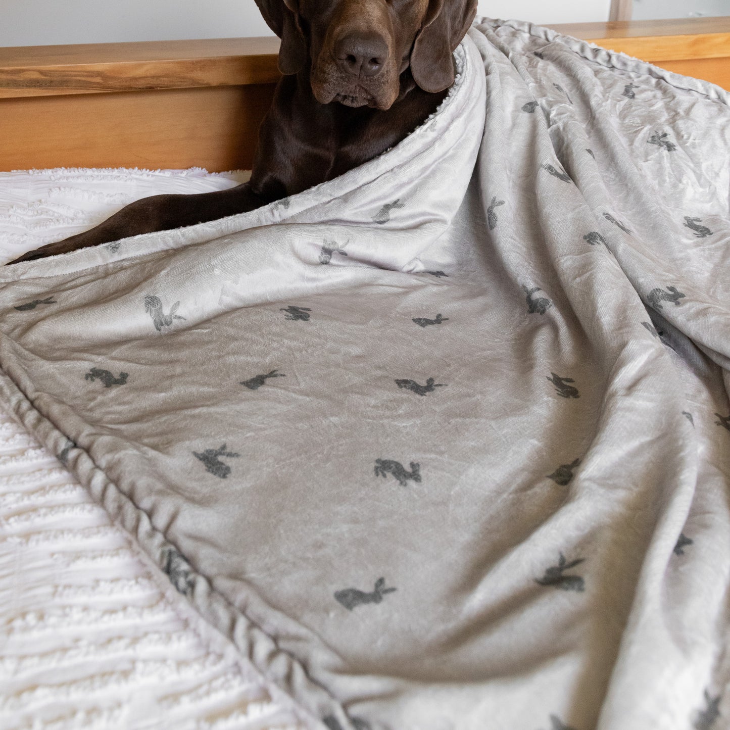 Luxury Blanket - Bunny Print