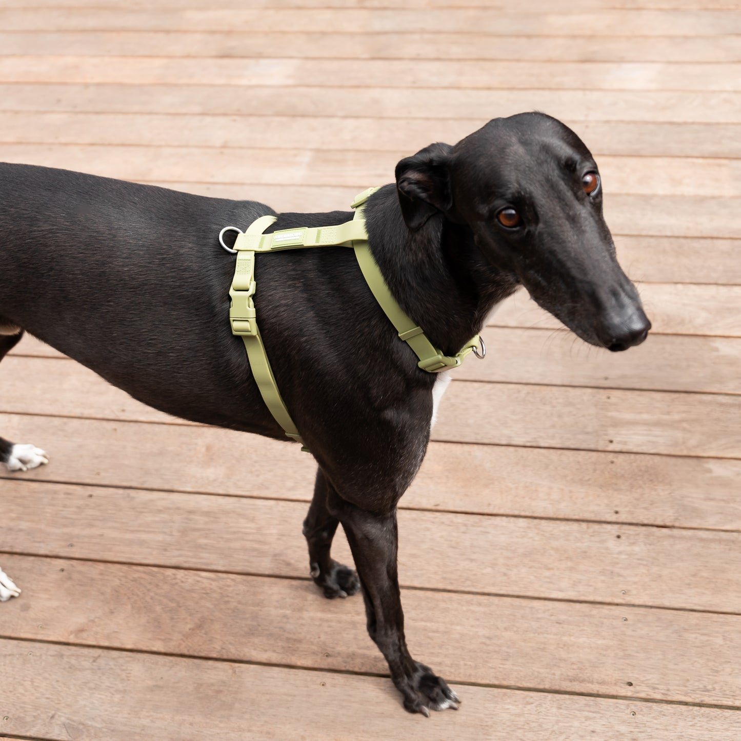 Waterproof H Strap Harness - Green