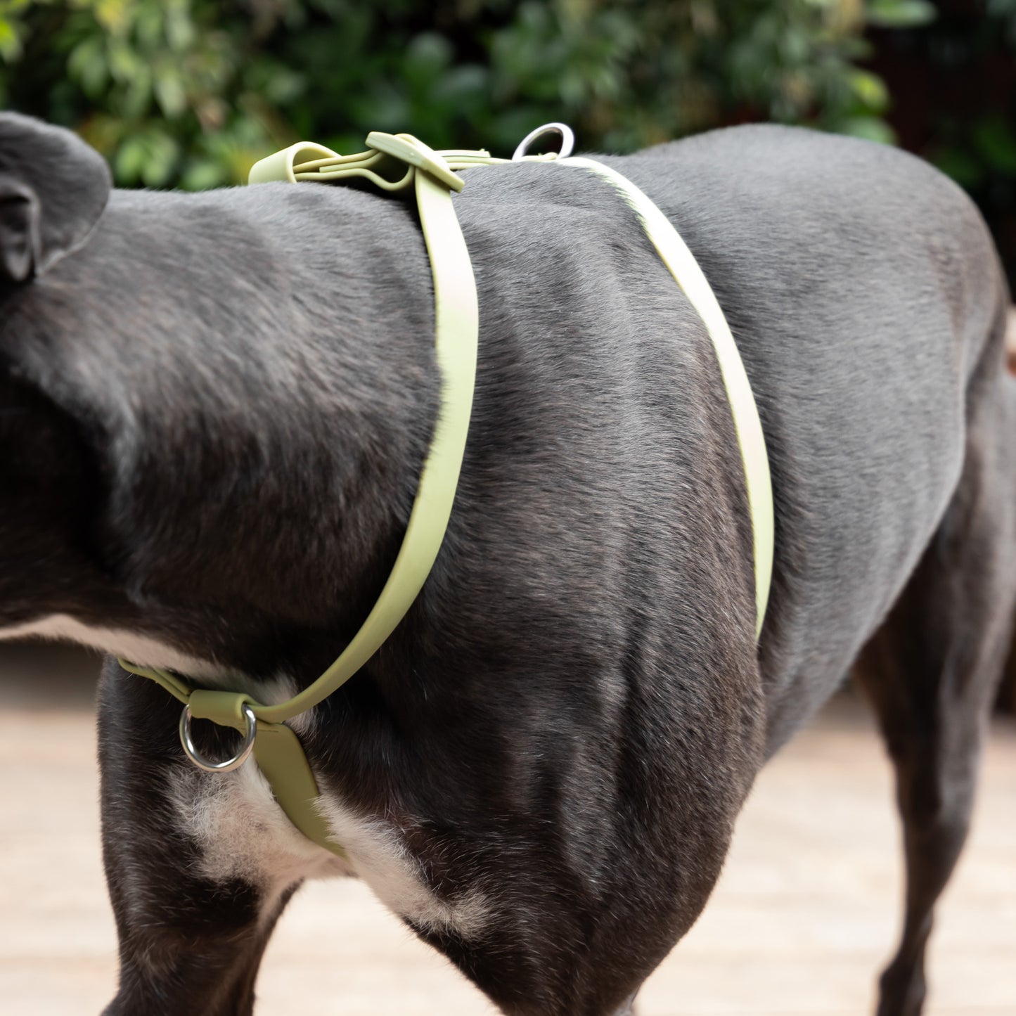 Waterproof H Strap Harness - Green