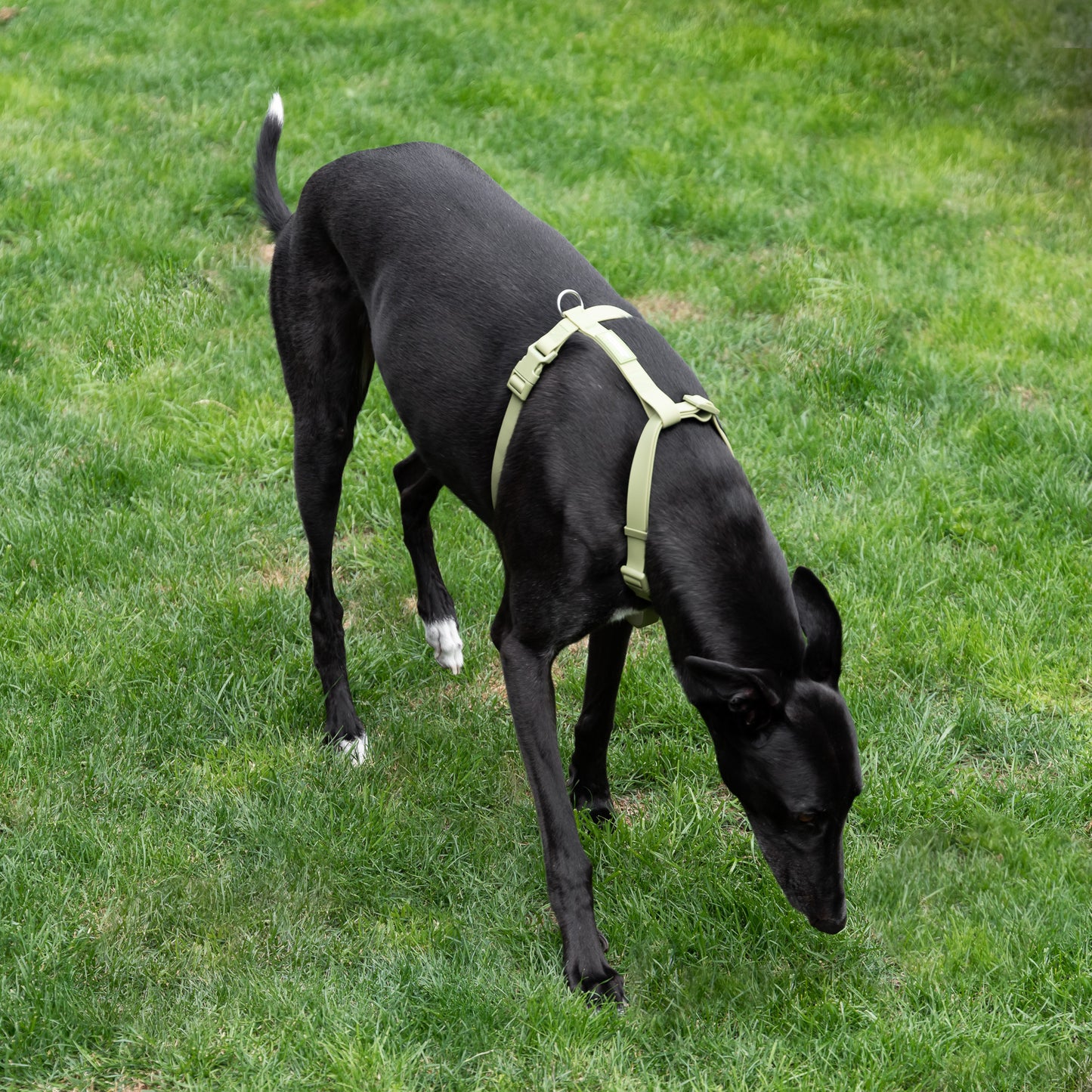 Waterproof H Strap Harness - Green