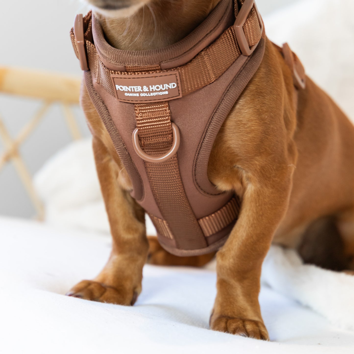 ColorStrap Harness - Brown