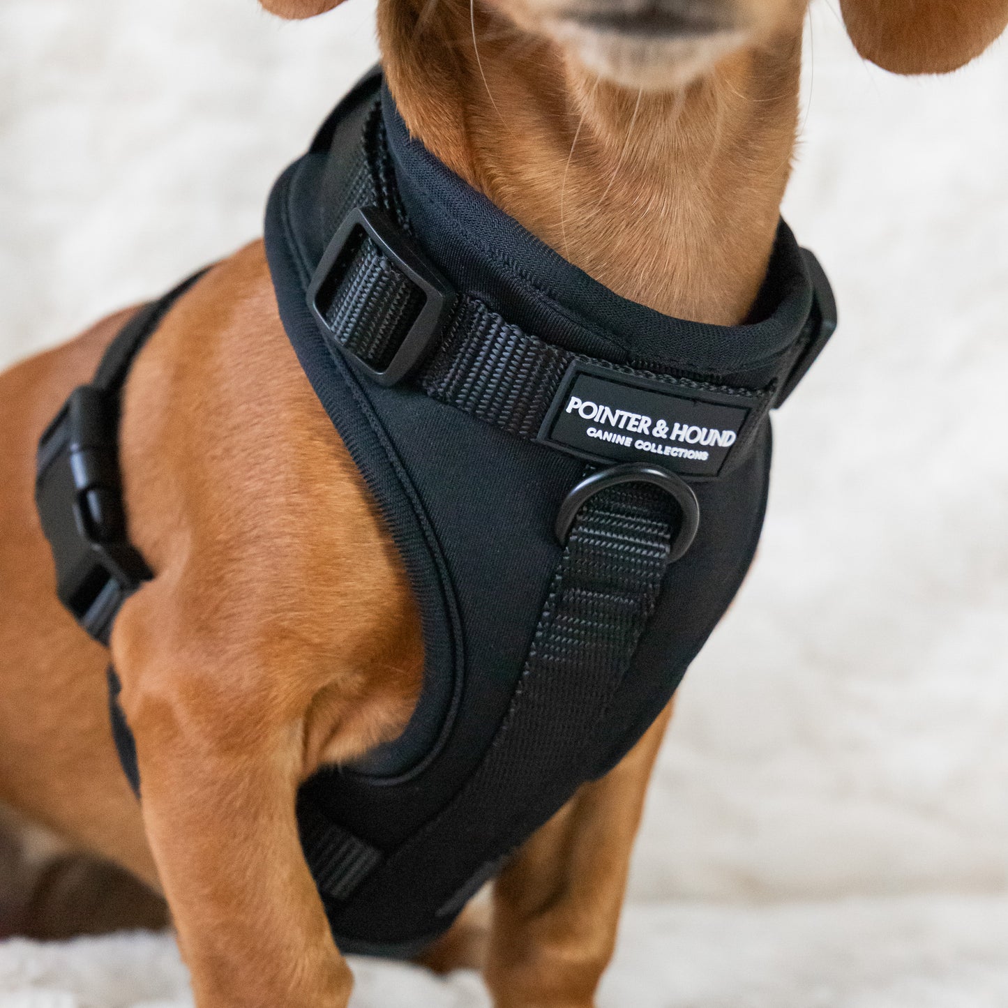 ColorStrap Harness - Black