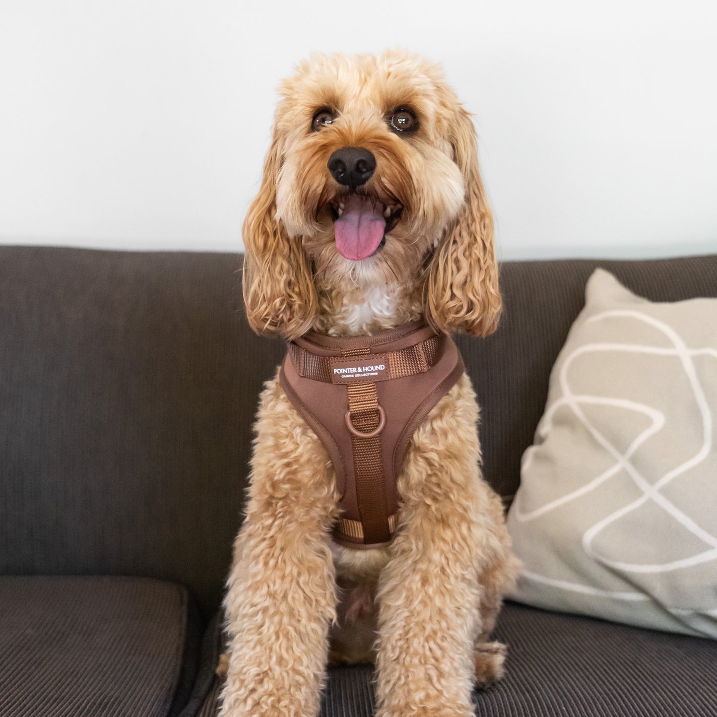 ColorStrap Harness - Brown