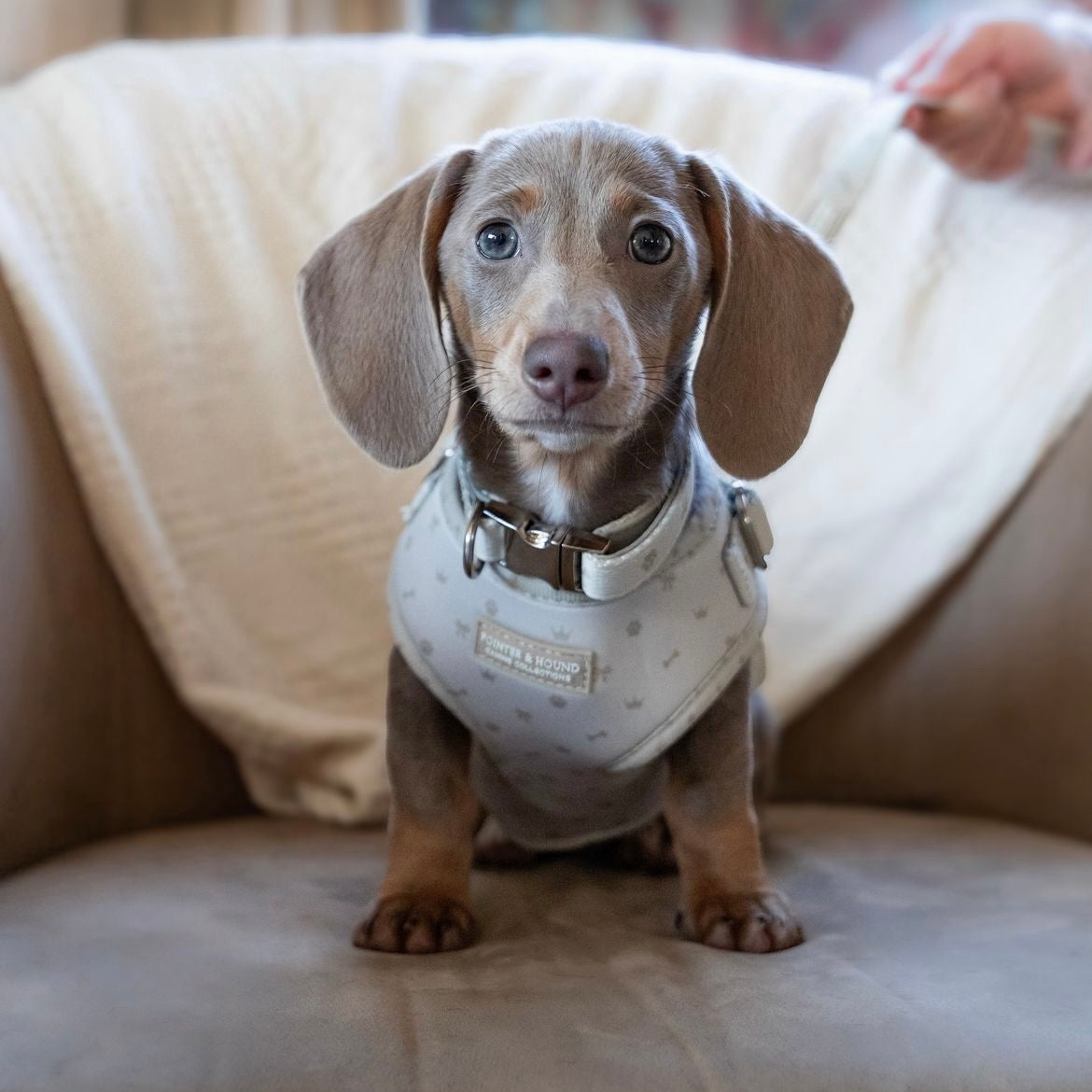 Classic Harness - Maple Print