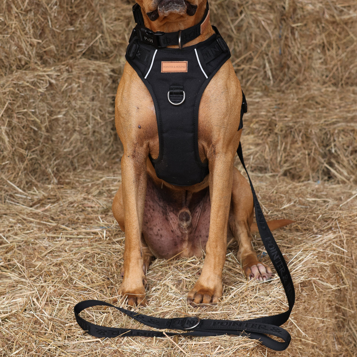 Signature Harness - Black – Pointer & Hound