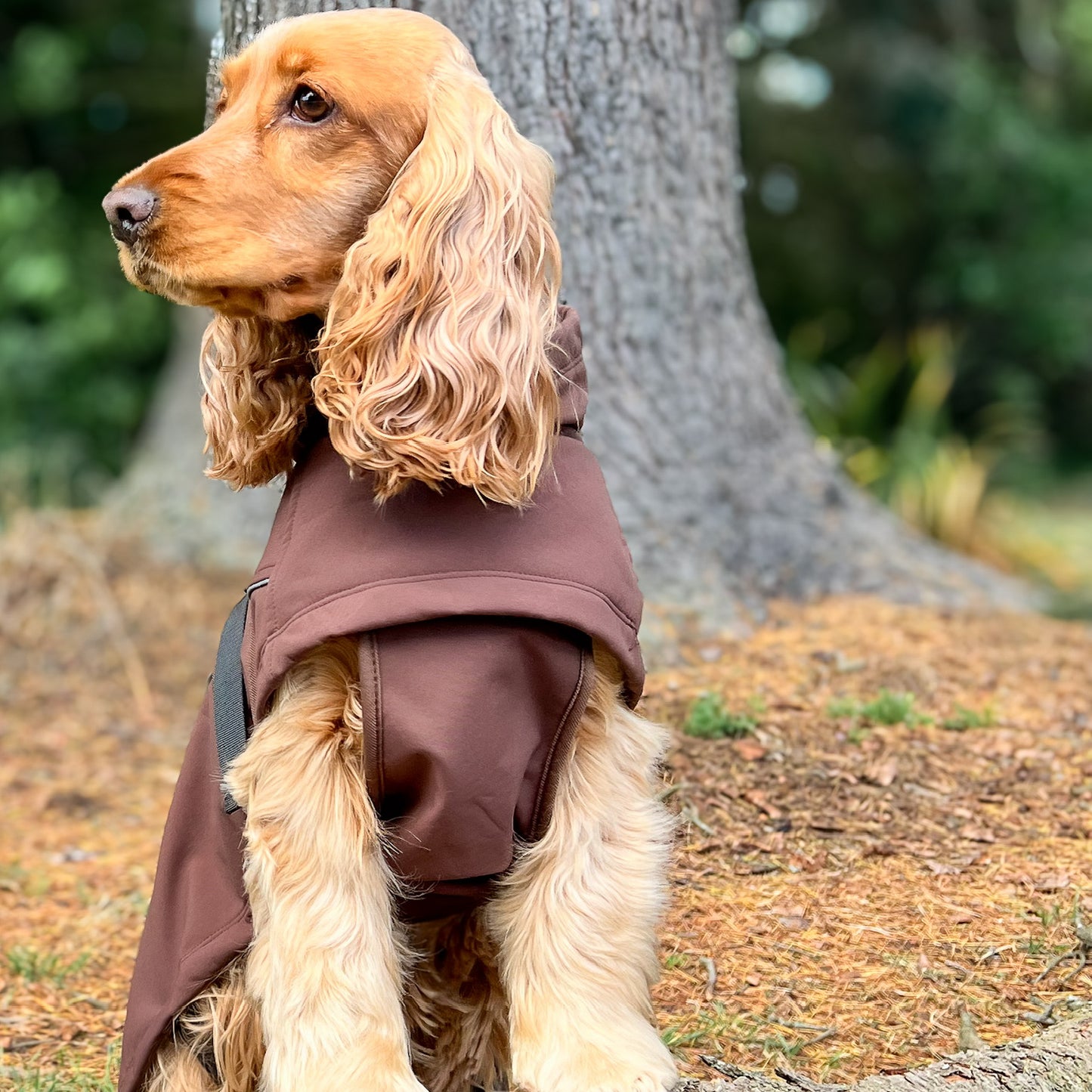 Waterproof Jacket - Maroon
