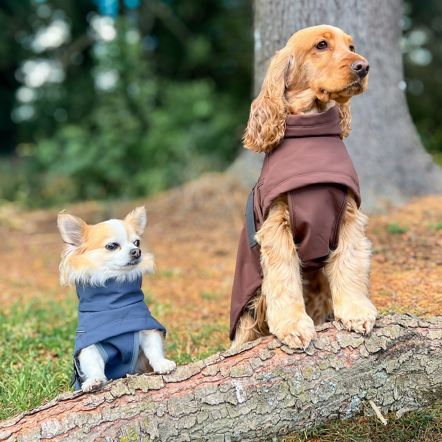 Waterproof Jacket - Maroon