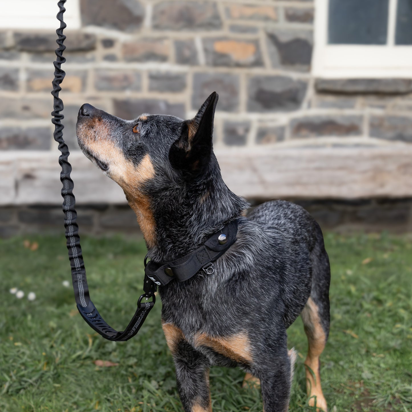 Tactical Collar - Black