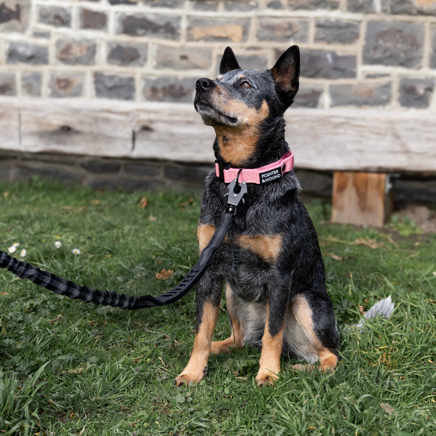 Tactical Collar - Pink