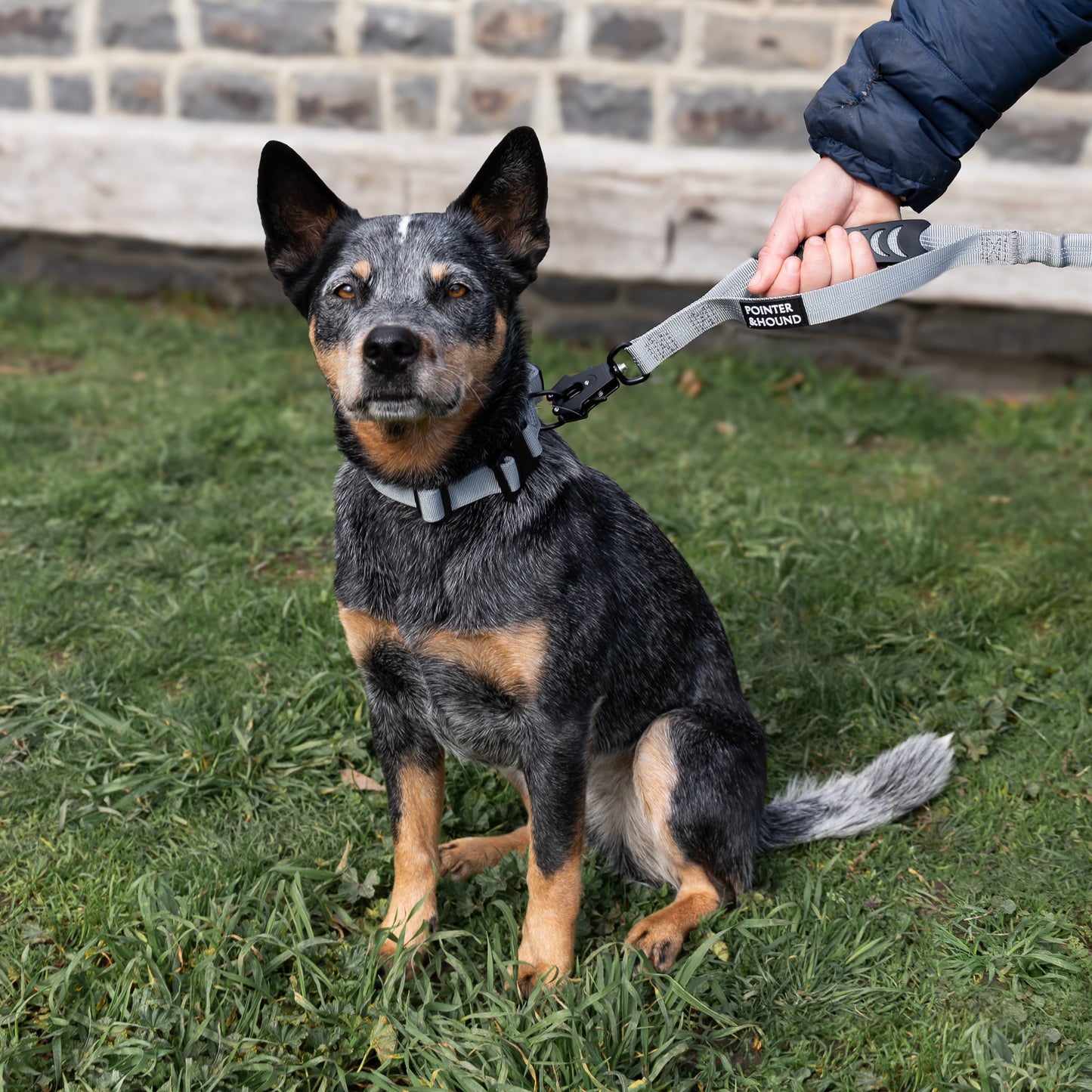 Tactical Collar - Grey