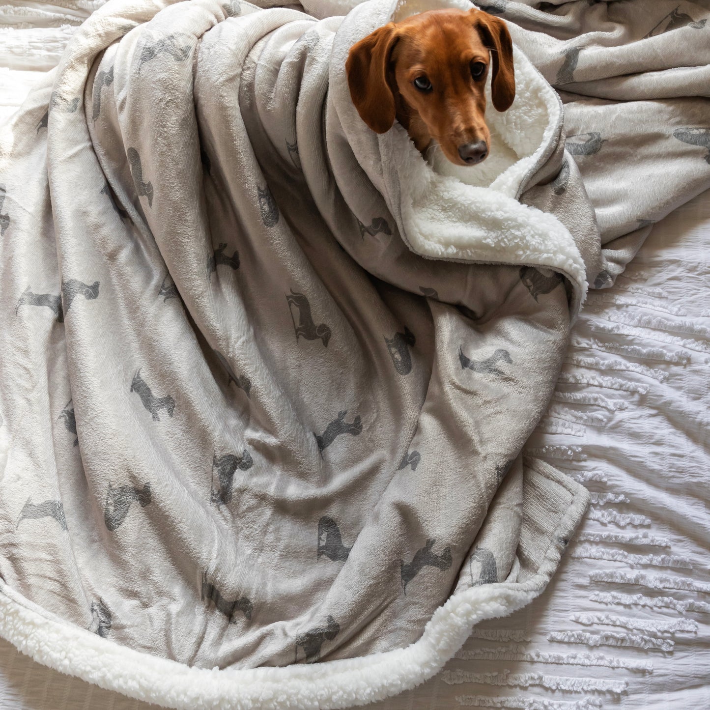 Luxury Blanket - Dachshund Print