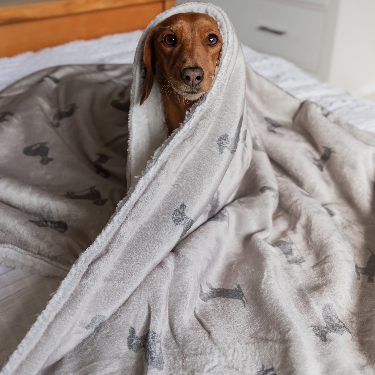 Luxury Blanket - Dachshund Print