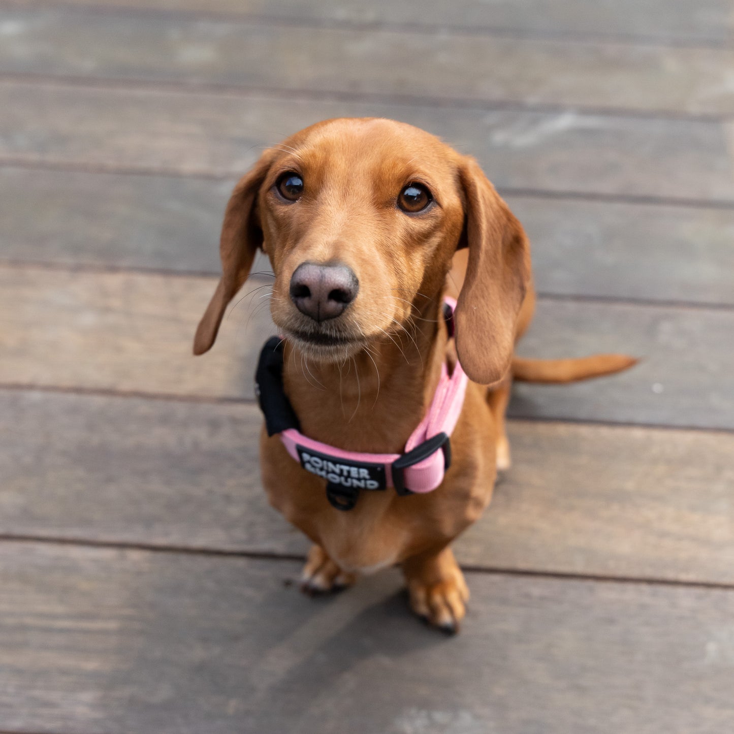 Tactical Collar - Pink