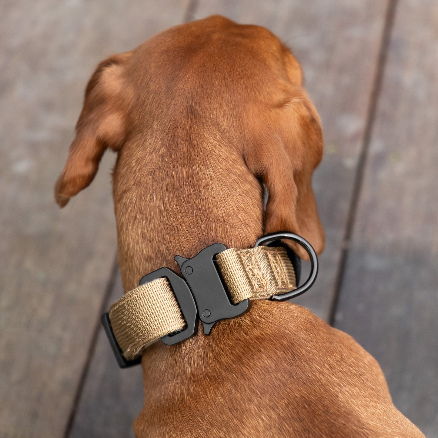 Tactical Collar - Tan