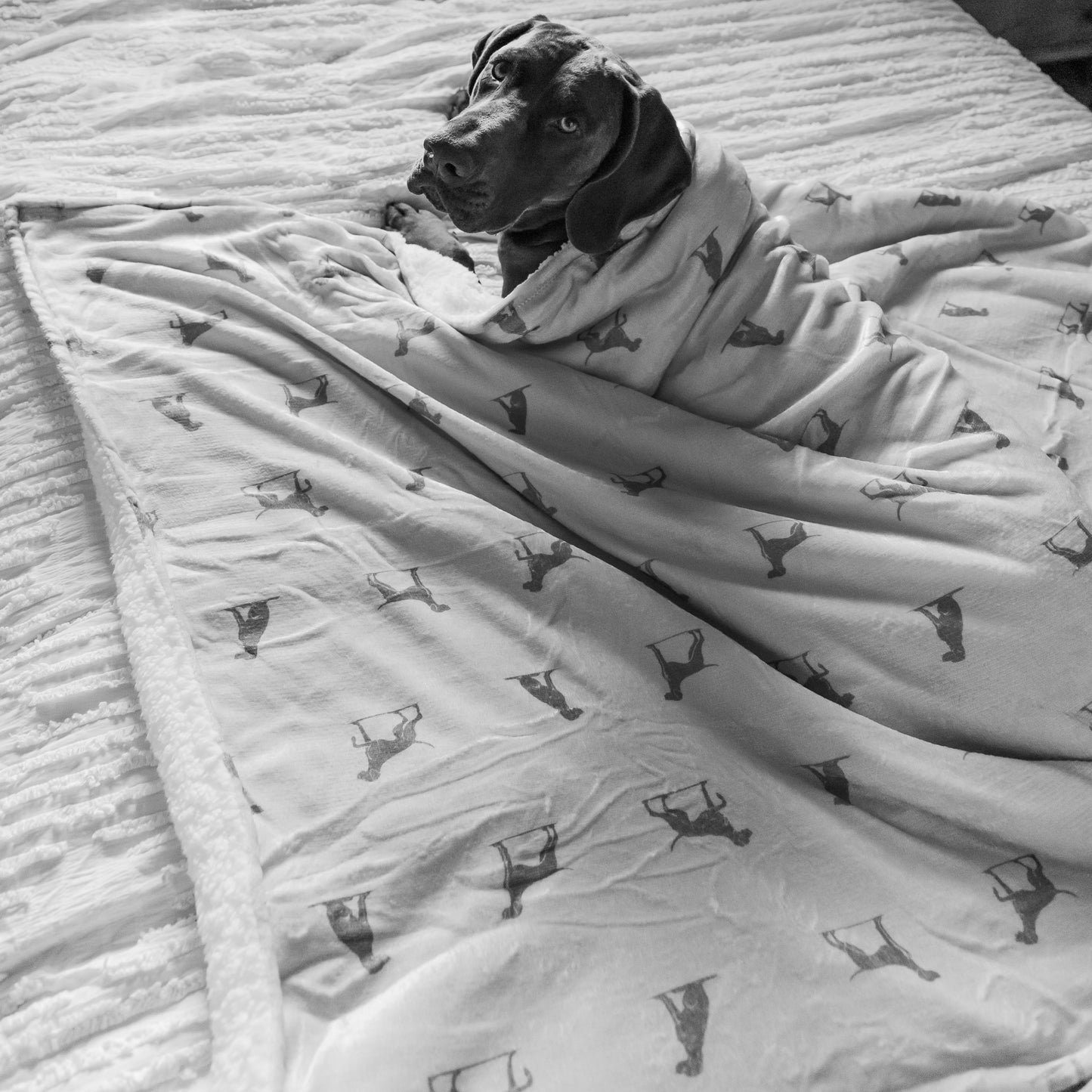 Luxury Blanket - Pointer Print