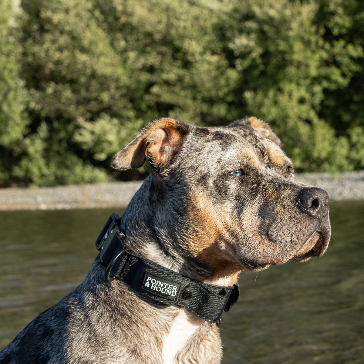 Tactical Collar - Black – Pointer & Hound