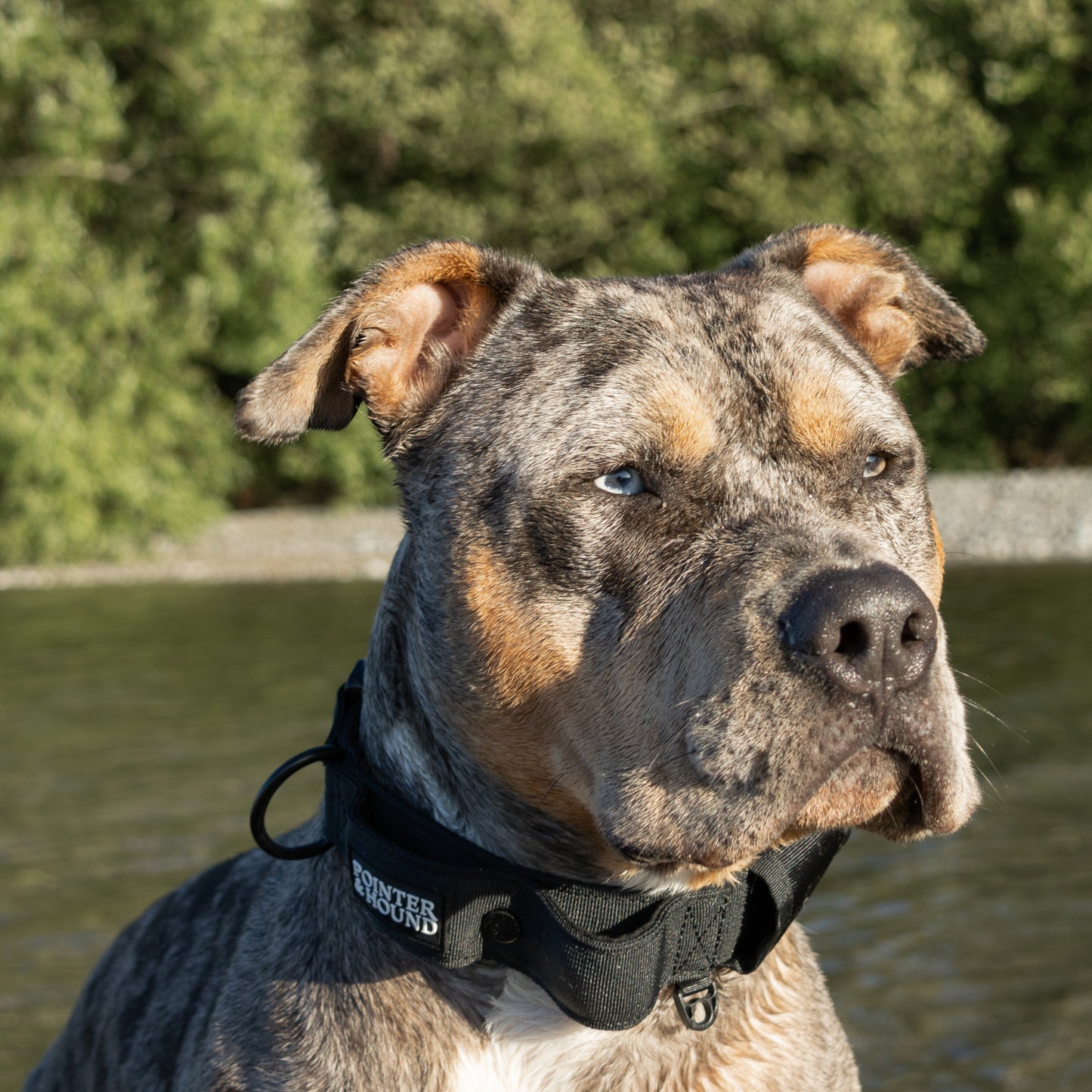 Tactical Collar - Black