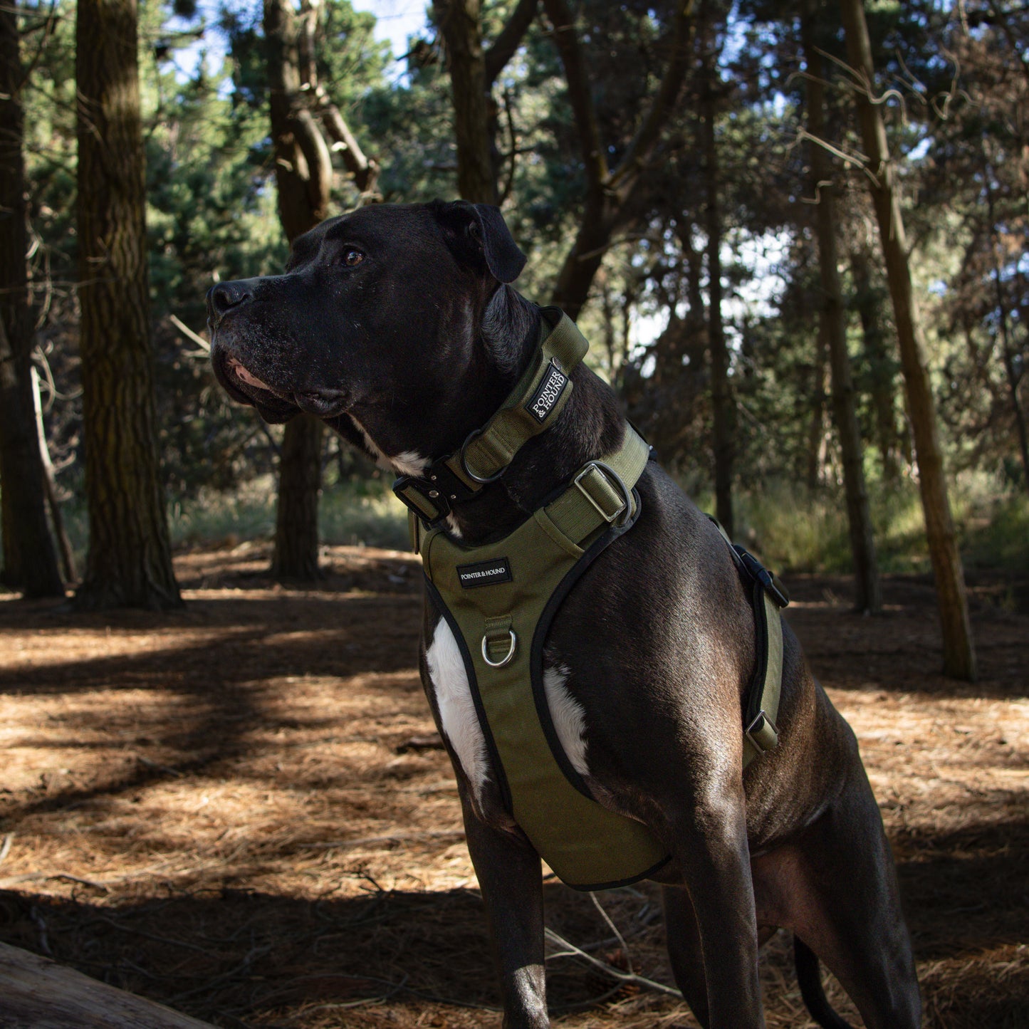 Tactical Harness - Army Green