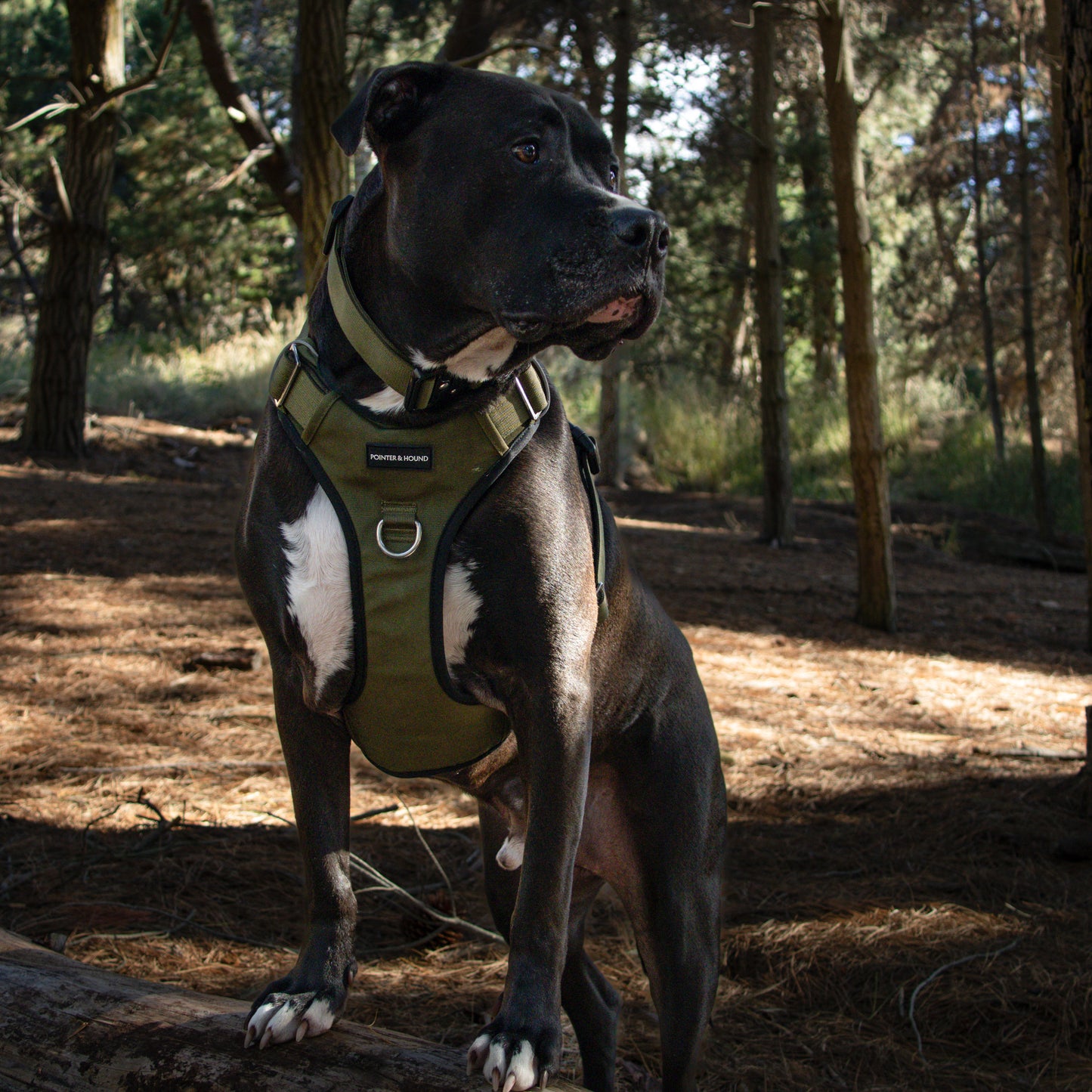 Tactical Harness - Army Green