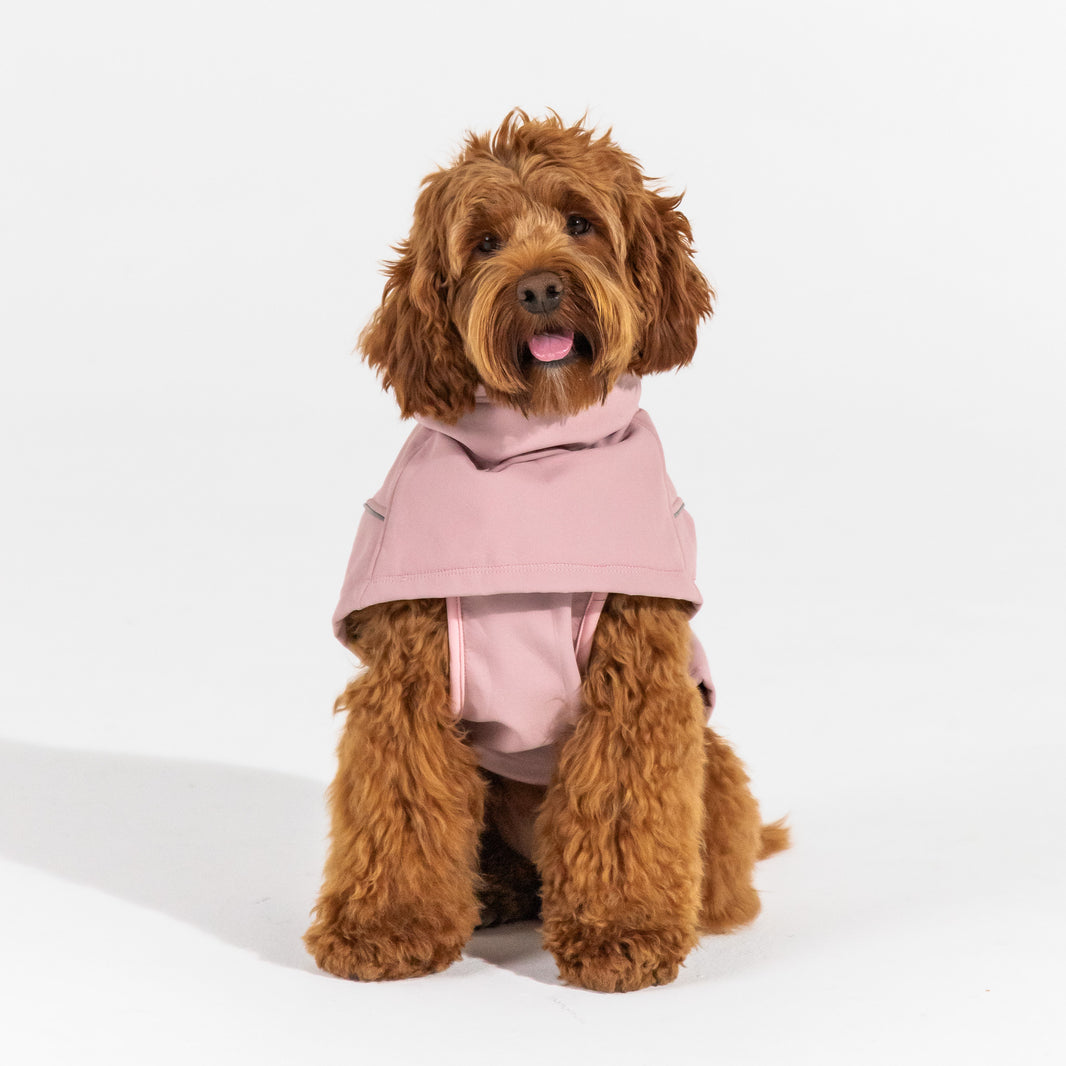 New Arrivals – Pointer & Hound