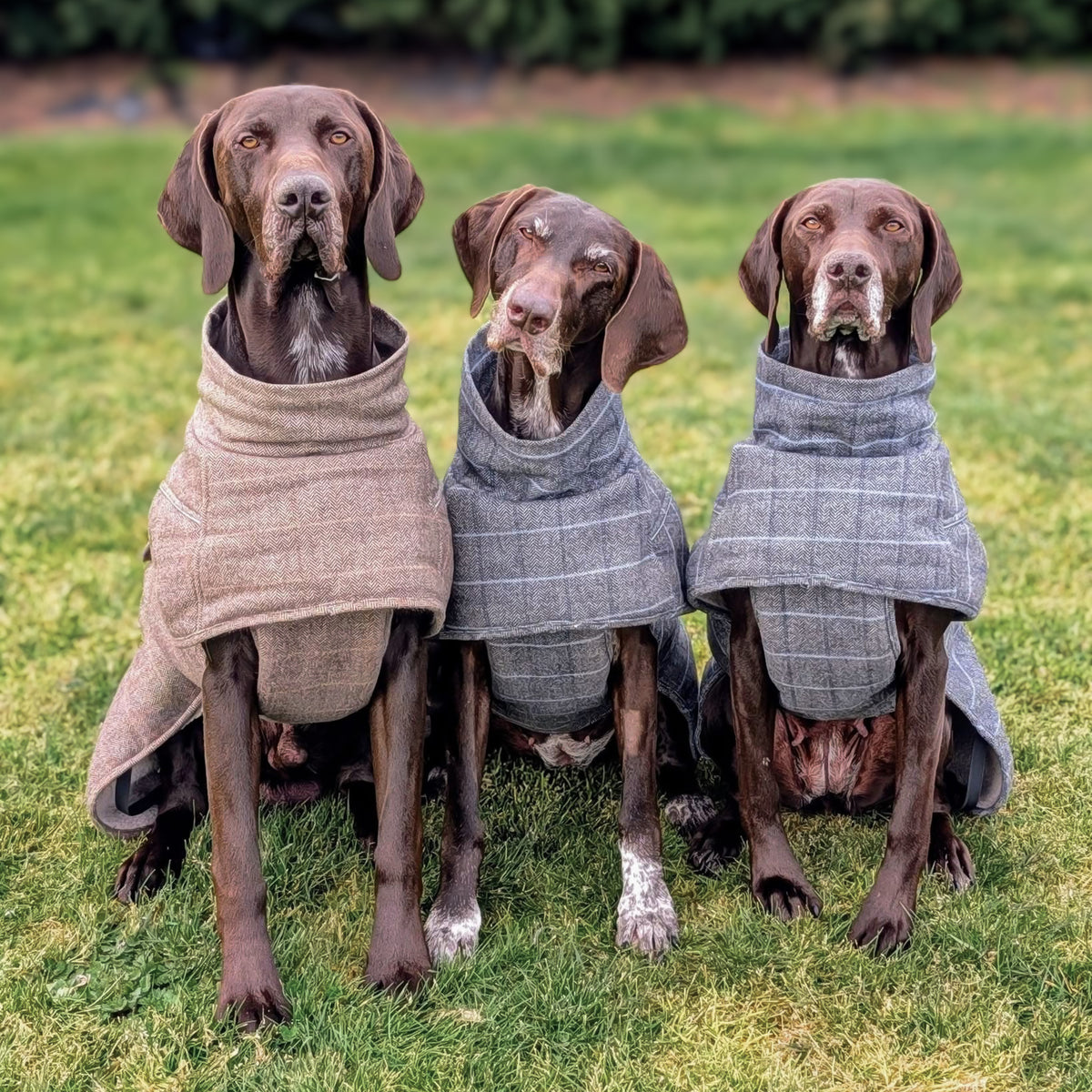 Highland Coat - Brown
