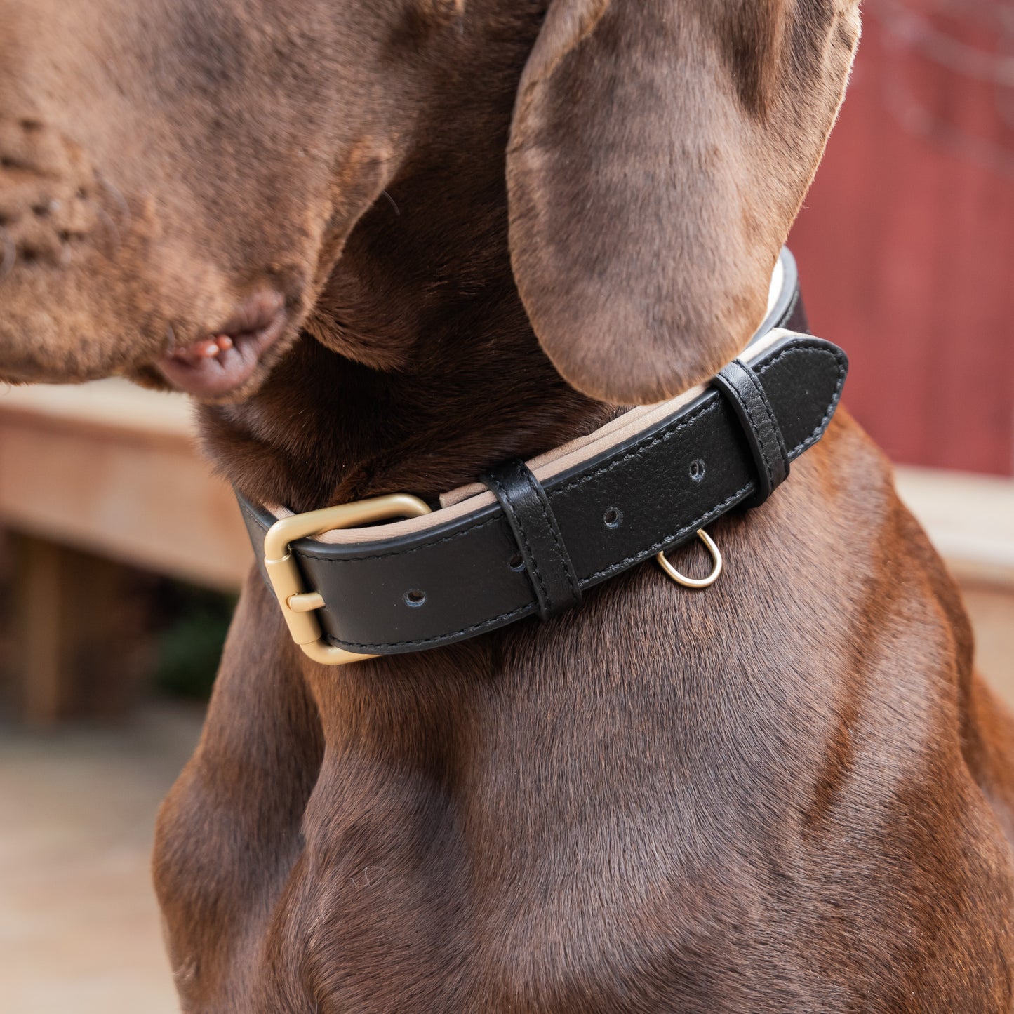 Padded Leather Collars