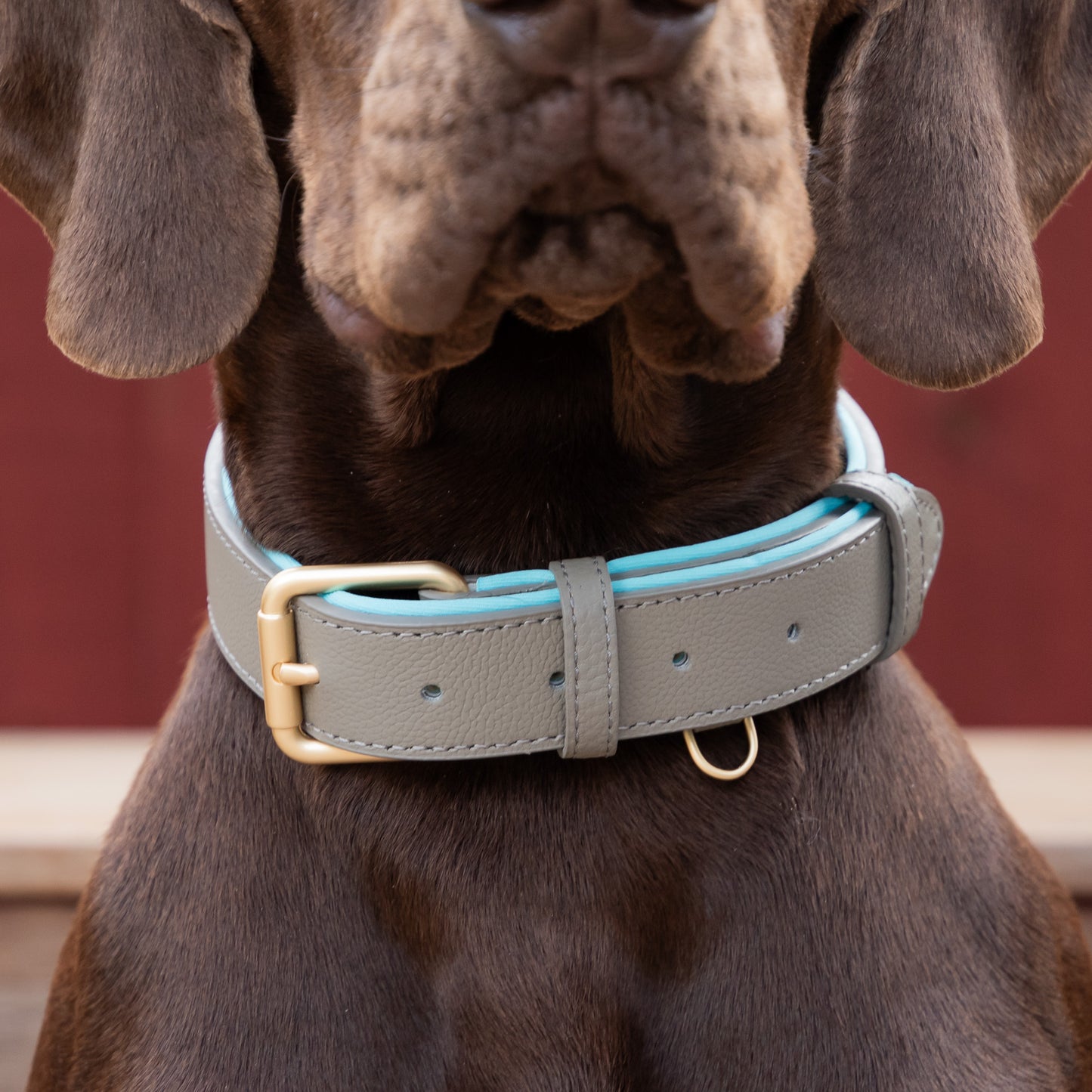 Padded Leather Collars