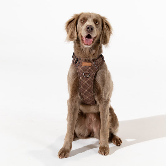 Signature Harness - Brown Tartan