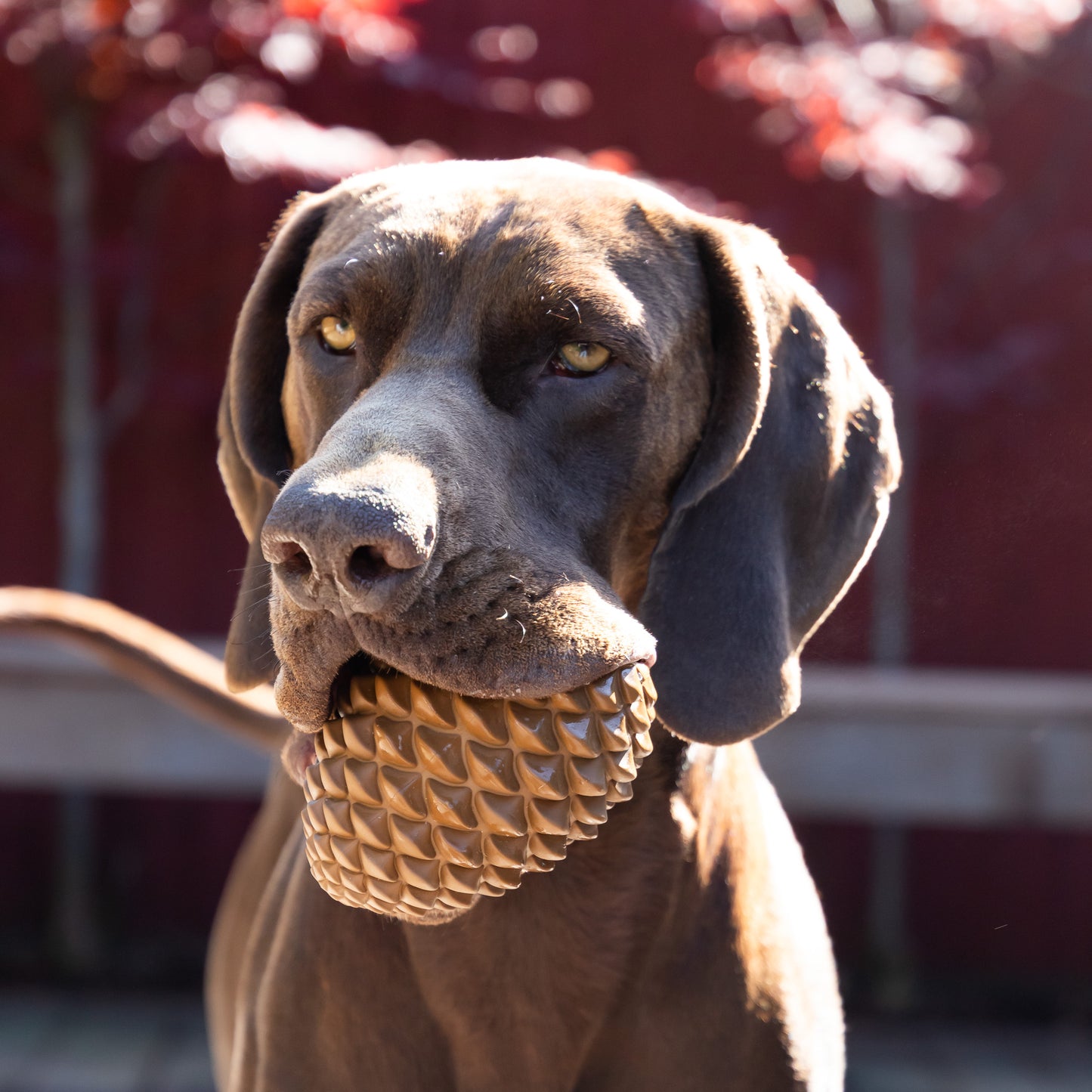 Pinecone Toy