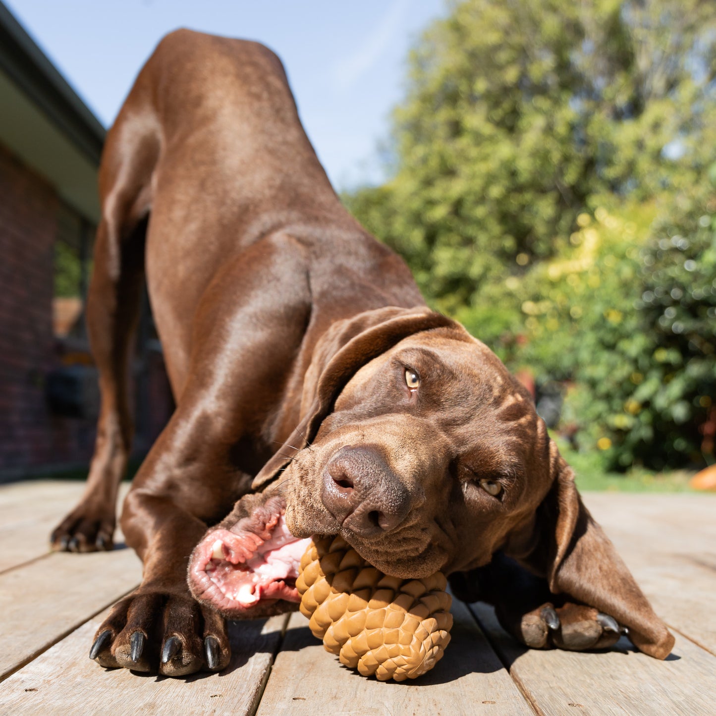 Pinecone Toy