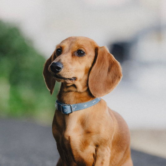 Fabric Collar - Toby Print