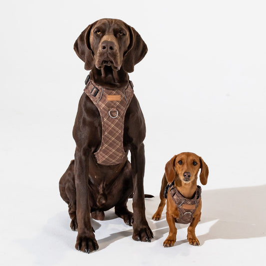 Signature Harness - Brown Tartan
