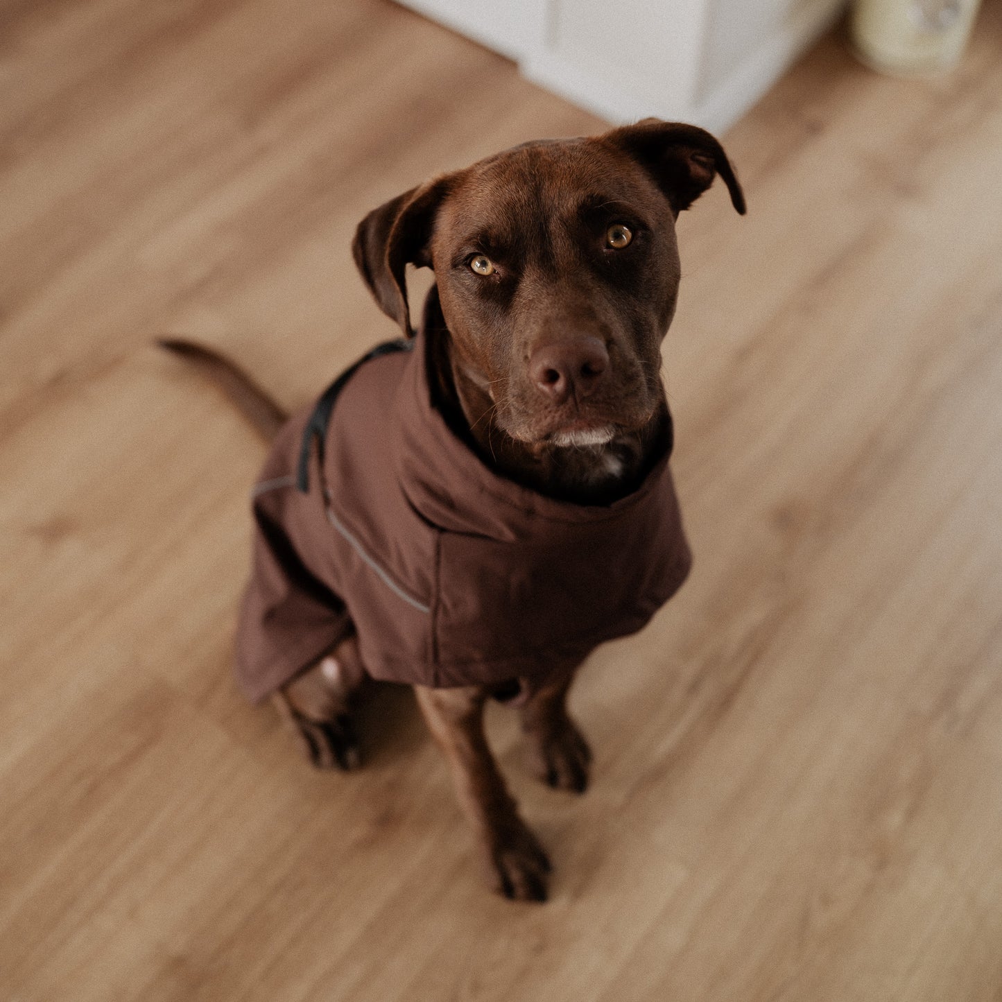 Waterproof Jacket - Maroon