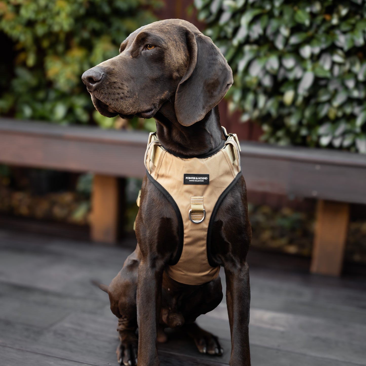 Tactical Harness - Tan