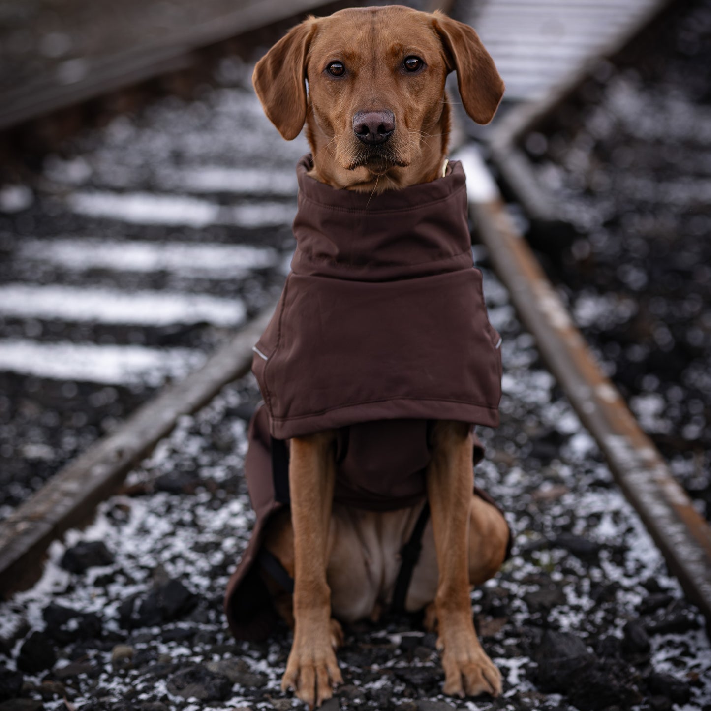 Waterproof Jacket - Maroon