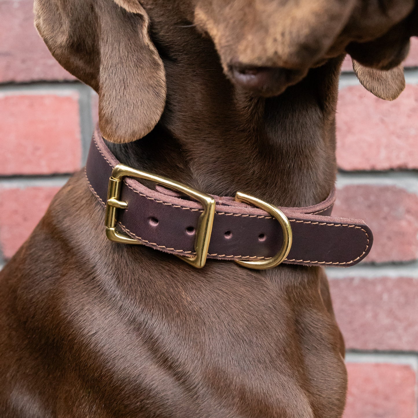 Classic Leather Collar