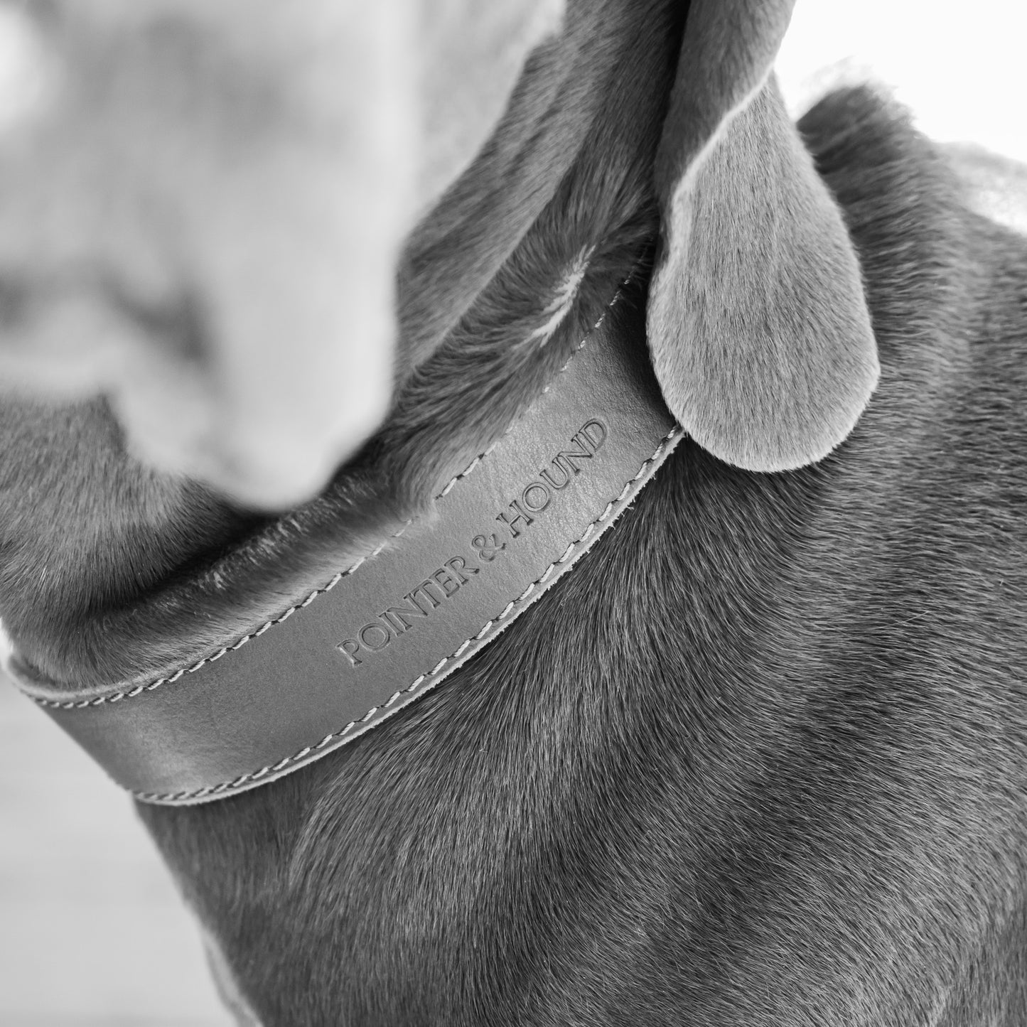 Classic Leather Collar