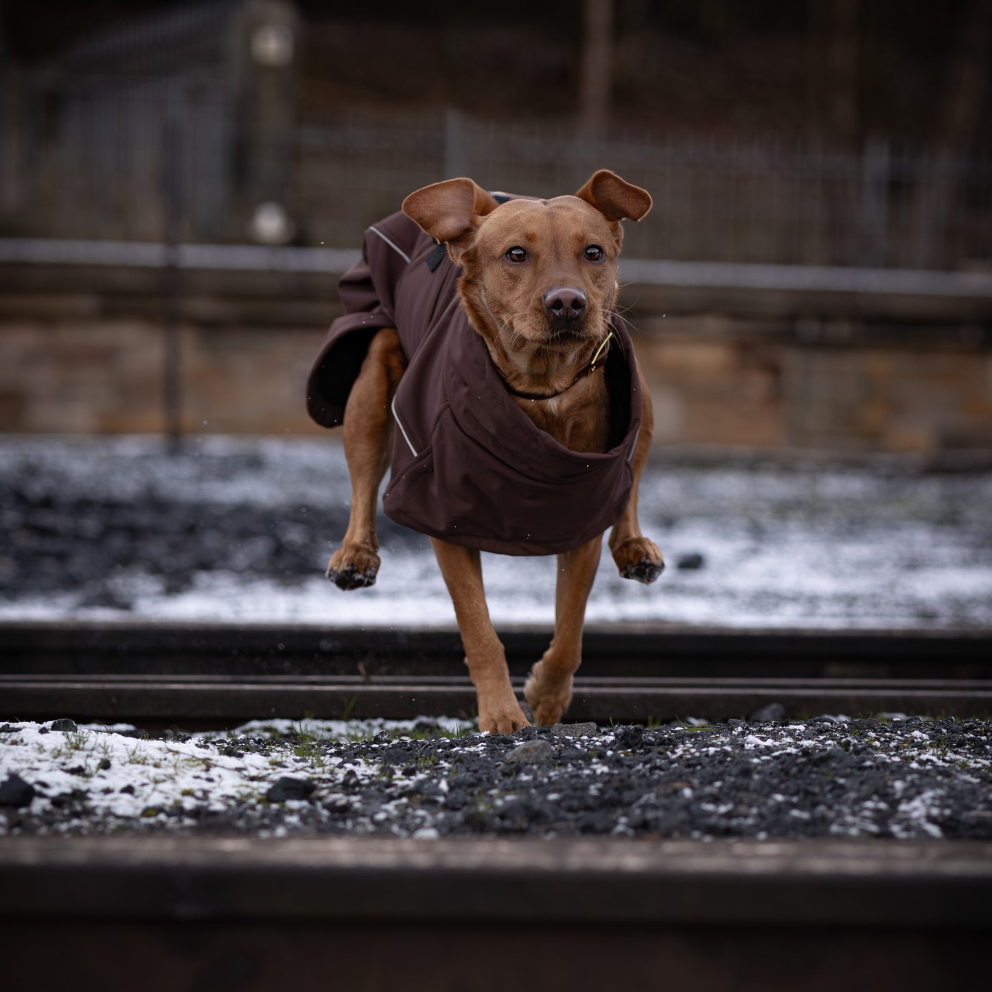 Waterproof Jacket - Maroon