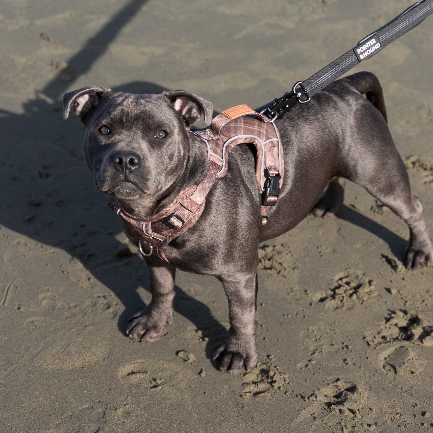 Signature Harness - Brown Tartan