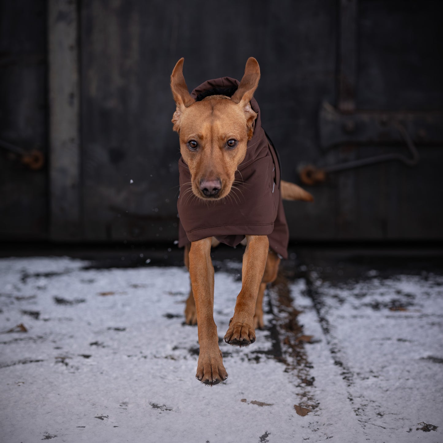 Waterproof Jacket - Maroon