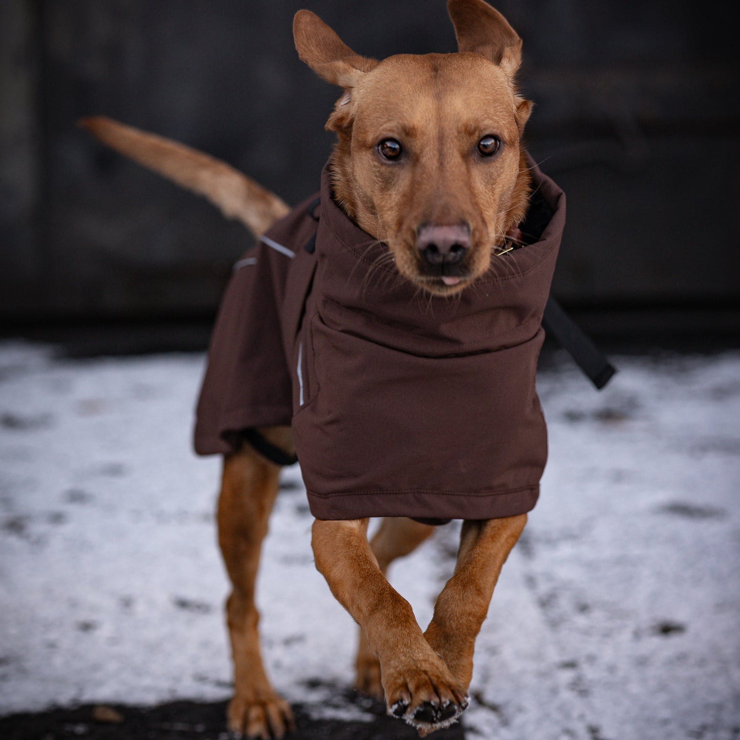 Waterproof Jacket - Maroon