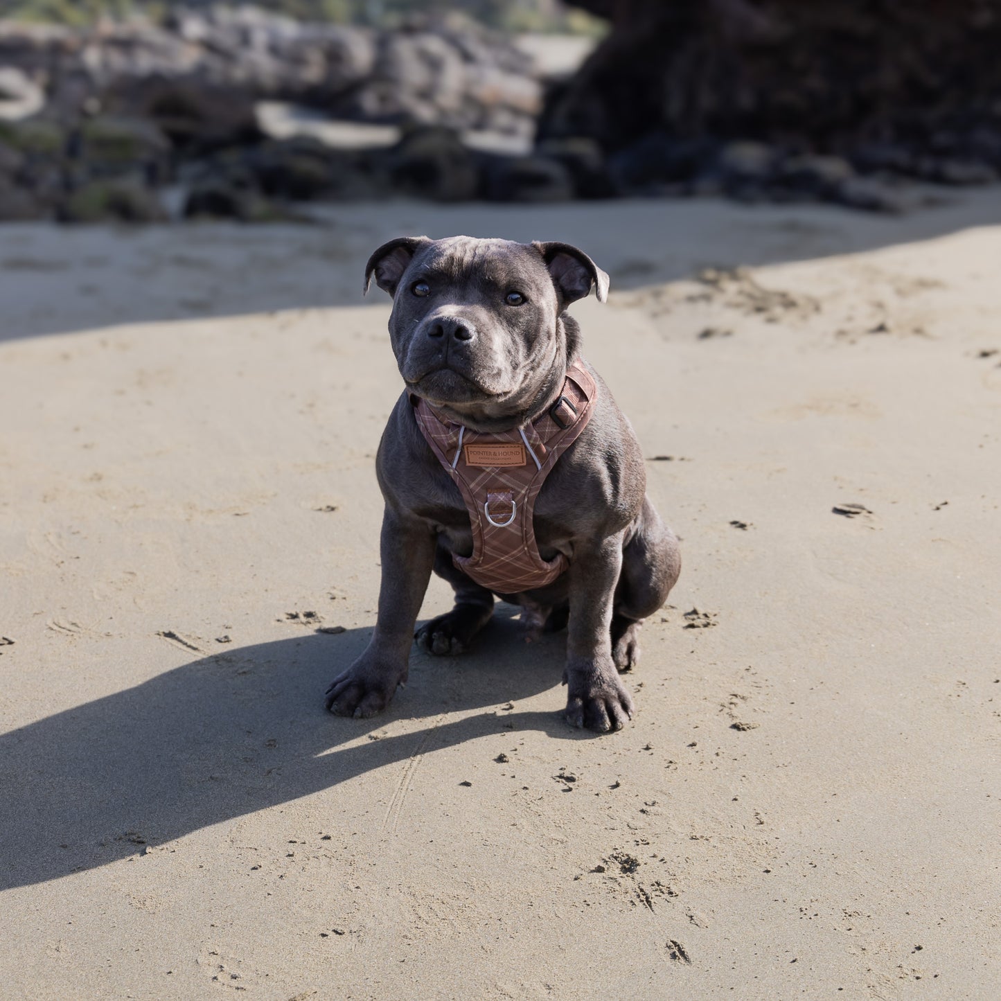 Signature Harness - Brown Tartan