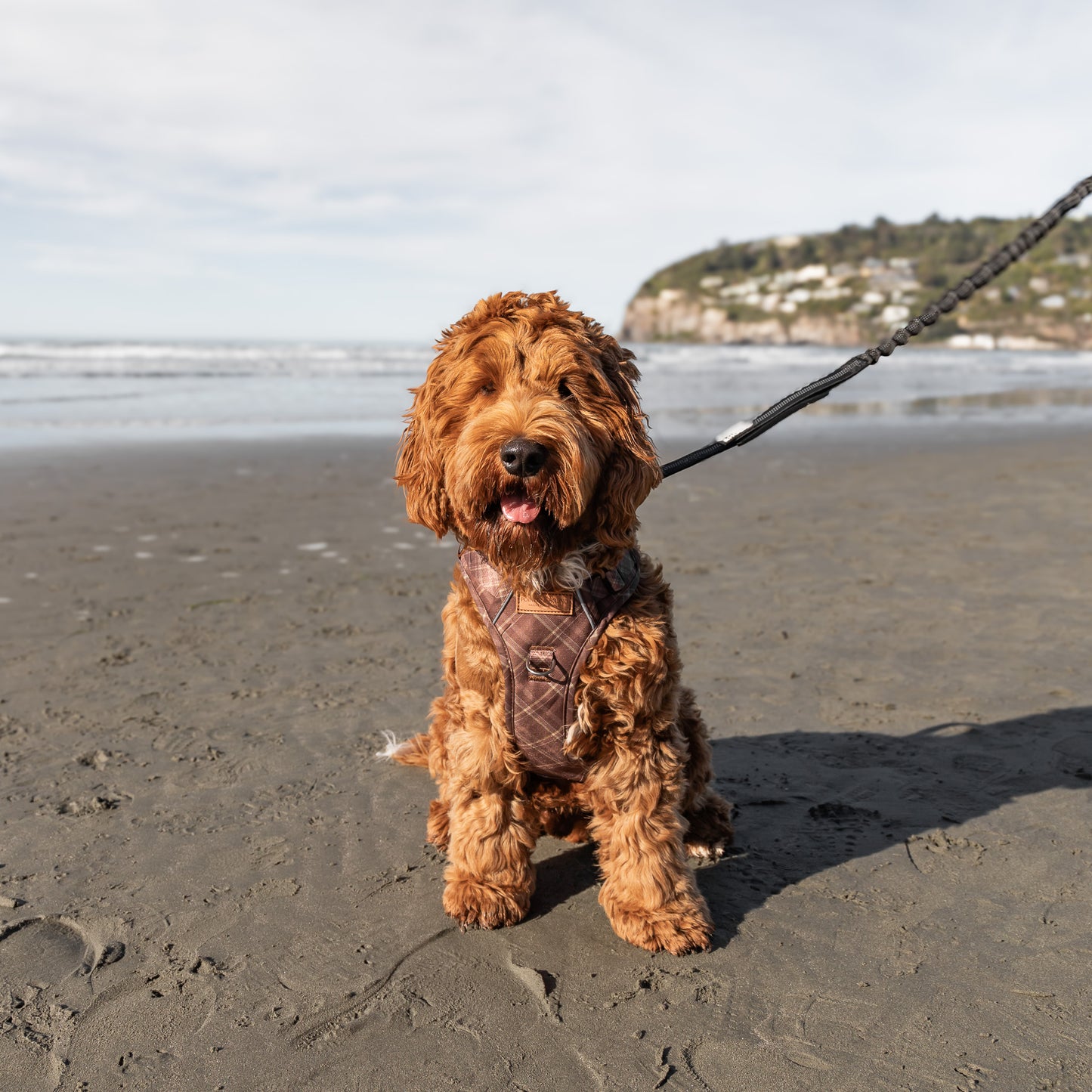 Signature Harness - Brown Tartan