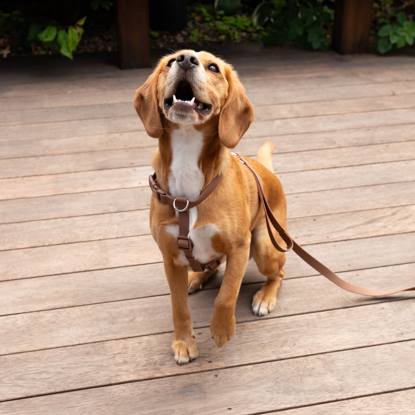 Waterproof H Strap Harness - Brown