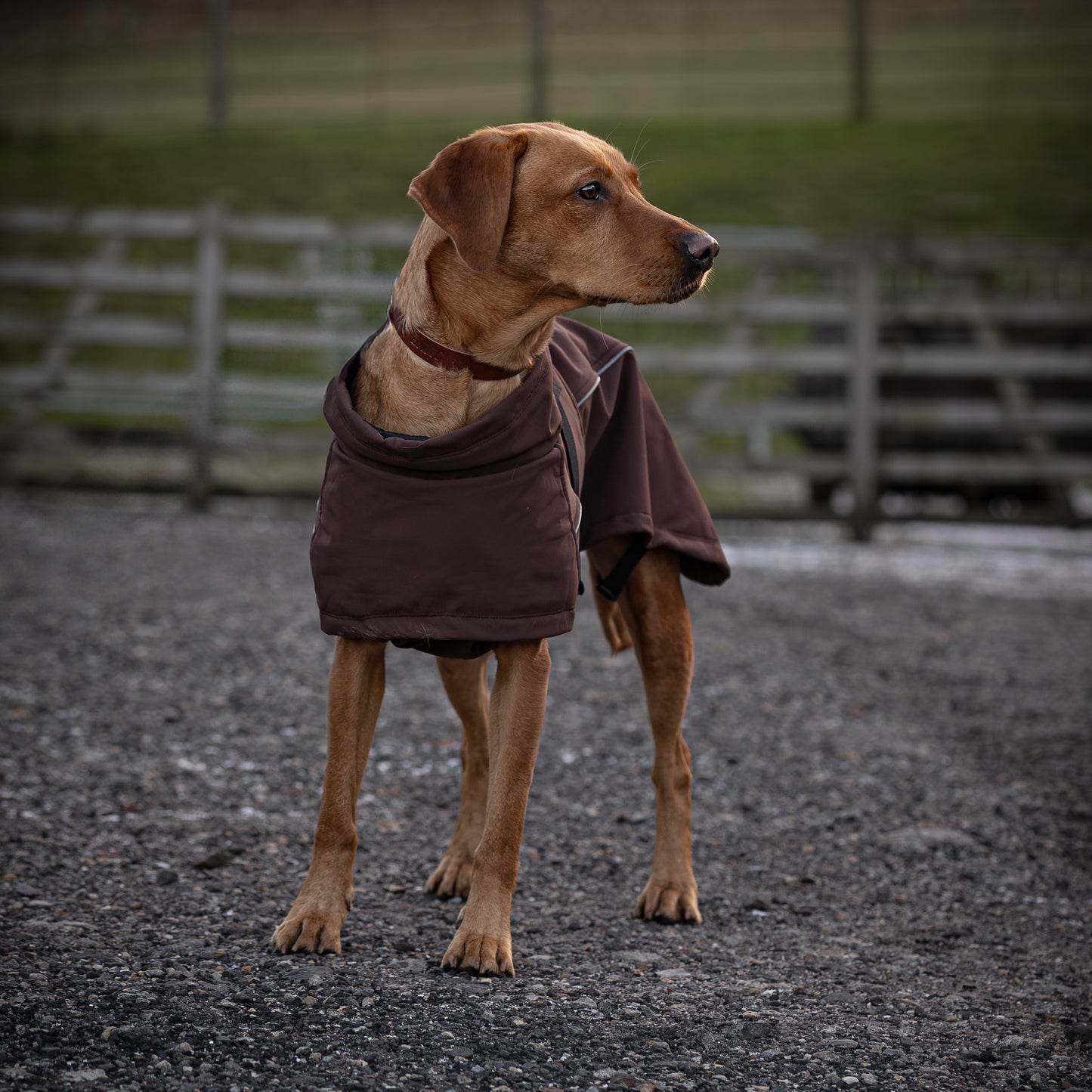 Waterproof Jacket - Maroon