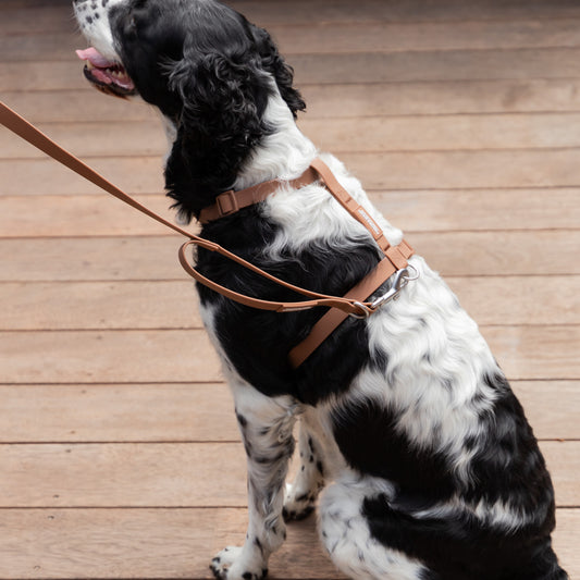 Waterproof Harness + Leash Combo - Brown