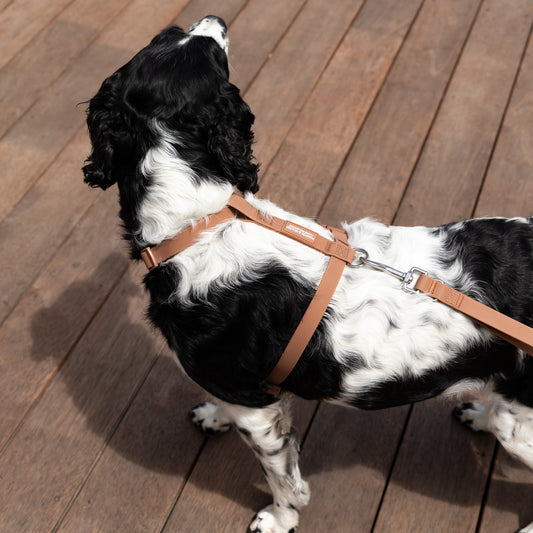 Waterproof H Strap Harness - Brown