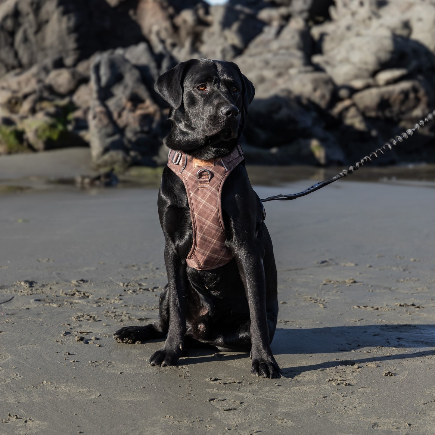 Signature Harness - Brown Tartan